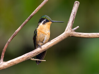 Obraz premium Female purple-throated mountaiingem hummingbird perched on branch of a tree in rain forest of Costa Rica