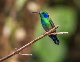 Obraz premium Lesser Violetear hummingbird perched on branch of a tree in rain forest of Costa Rica