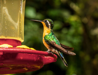 Obraz premium Purple throated mountain gem hummingbird feeding on a red feeder in rain forest of Costa Rica