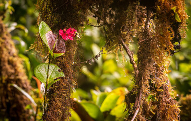 Obraz premium Indian clock vine red flower on tree trunk in rainforest of Monteverde in Costa Rica on wet rainy day