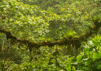 Obraz premium Moss and lichen on tree trunk in rainforest of Monteverde in Costa Rica on wet rainy day