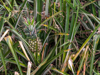Obraz premium A pineapple farm in Costa Rica shows many rows of pineapple plants growing under the sun in open land.