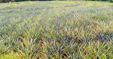 Obraz premium A pineapple farm in Costa Rica shows many rows of pineapple plants growing under the sun in open land.