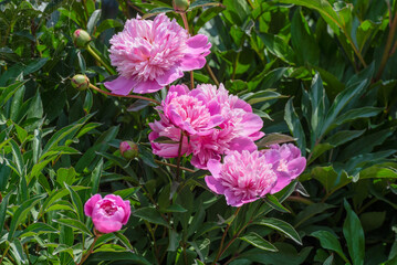 Pink Peonies Growing Along The Fox River Trail In Wisconsin In Summer