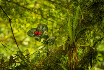 Obraz premium Indian clock vine red flower on tree trunk in rainforest of Monteverde in Costa Rica on wet rainy day