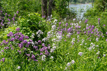 Invasive Dames Rocket Growing Along The Fox River Trail In Wisconsin