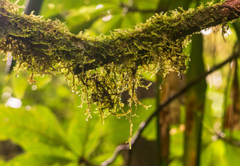Obraz premium Moss and lichen on tree trunk in rainforest of Monteverde in Costa Rica on wet rainy day