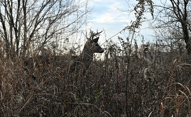 Deer Hiding in Tall Weeds