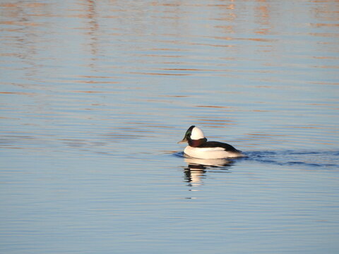 A male, bufflehead duck, swimming within the wetland waters of the Bombay Hook National Wildlife Refuge, Kent County, Delaware. 
