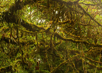 Obraz premium Moss and lichen on tree trunk in rainforest of Monteverde in Costa Rica on wet rainy day