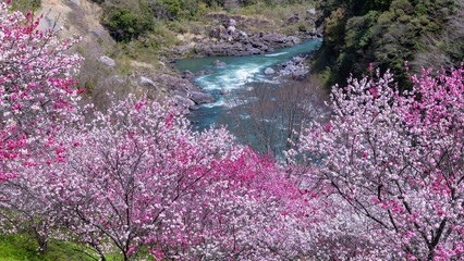 引地橋の花桃