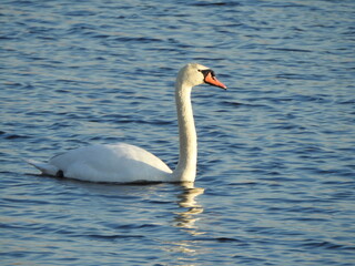 Obraz premium A mute swan, swimming within the wetland waters of the Bombay Hook National Wildlife Refuge, Kent County, Delaware.