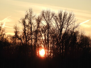 Fototapeta premium The sun shines brightly through a dark silhouette of woodland trees. Sunset, Bombay Hook National Wildlife Refuge, Kent County, Delaware.