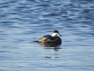 A ruddy duck, swimming within the wetland waters, of the Bombay Hook National Wildlife Refuge, Kent County, Delaware. 