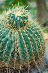 Cactus with many spines in a garden setting during daylight hours