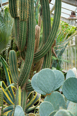 Cacti and desert plants grow together in a greenhouse with natural light in a garden setting during a sunny day