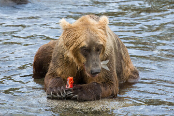 Brown Bear 907 eating a sockeye salmon in Brooks River, Alaska