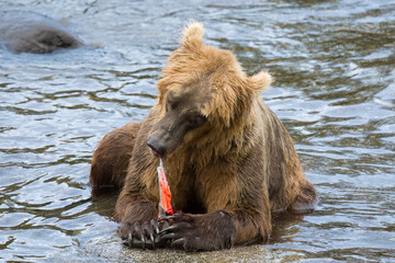 Brown Bear 907 eating a sockeye salmon in Brooks River, Alaska