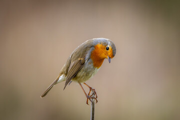A European Robin (Erithacus rubecula) perched on a thin twig with a clean background.