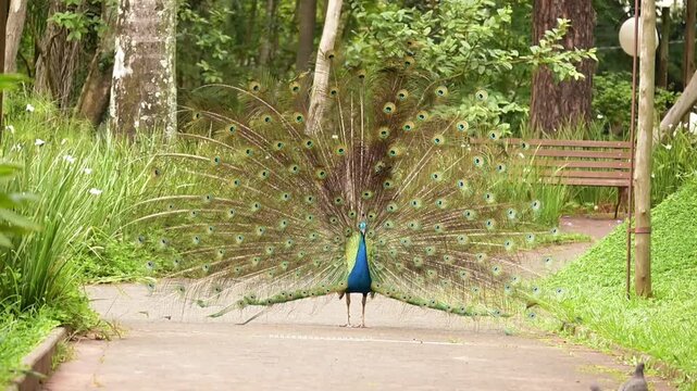 Peacock, a beautiful peacock displaying itself in a small town park in slow motion, natural light, selective focus.