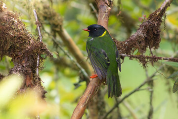 Fototapeta premium Green-and-black Fruiteater male