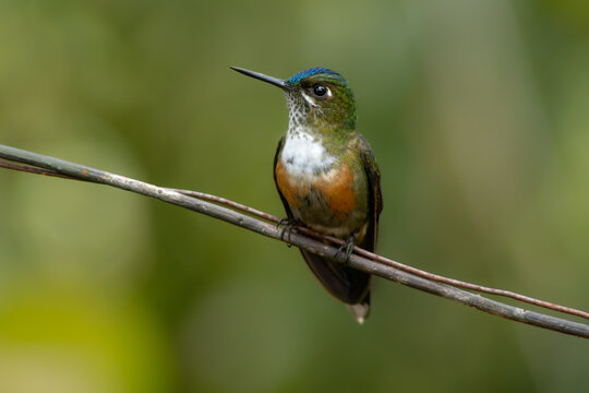 Violet-tailed Sylph female