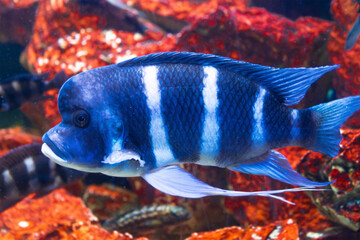 Vibrant blue tropical fish with stripes swimming among coral reefs