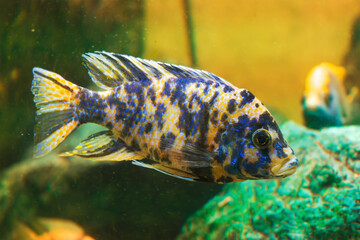 Vibrant blue and yellow african cichlid in freshwater aquarium