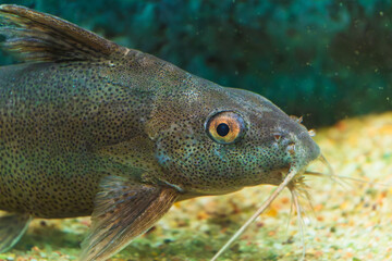 Close-up of a squeakers or upside-down catfish with distinctive whiskers in aquarium setting
