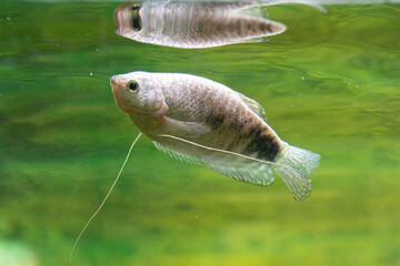 Tranquil gourami swimming gracefully in clear green water reflection