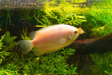 Pink gourami swimming in lush planted aquarium environment