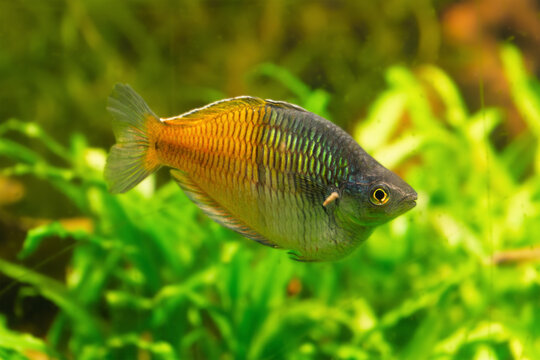 Vibrant rainbowfish swimming in lush aquatic environment