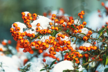 Vibrant orange berries with snow-covered branches in winter scene