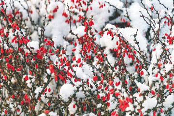 Red berries in snow-covered branches