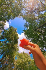 Hand holding watermelon under blue sky through tree canopy