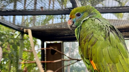 Orange winged Amazon parrot perched in aviary with green feathers and detailed plumage © Ольга Клецкова
