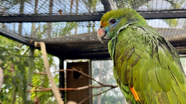Orange winged Amazon parrot perched in aviary with green feathers and detailed plumage