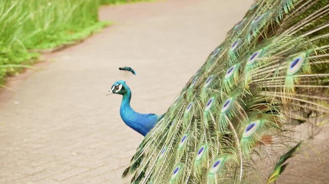Peacock, a beautiful peacock displaying itself in a small town park in slow motion, natural light, selective focus.