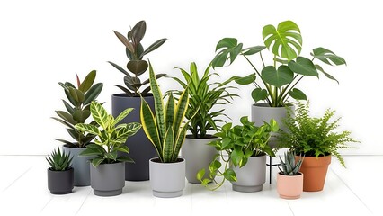 Fototapeta premium Diverse Indoor Plant Collection in Mixed Pots on White Background