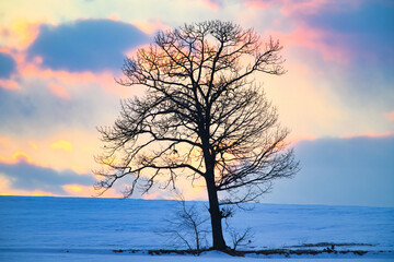 冬の朝焼けの丘に立つ木