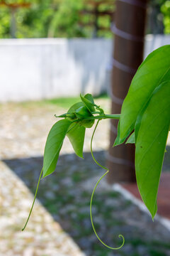 Passion Fruit Vine Growth. Passiflora branch showing immature green fruits and spiral tendrils against a clear blue sky.