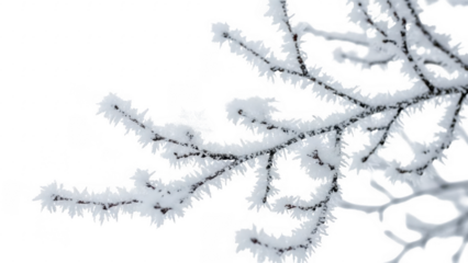 Winter's Embrace: A delicate, snow-kissed branch reaches out, adorned with crystalline ice, capturing the serene beauty of winter.