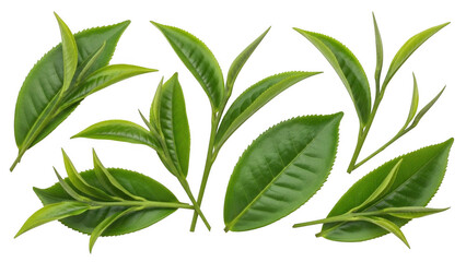 Fototapeta premium Tea Leaves: A close-up shot of fresh, vibrant tea leaves, showcasing their delicate textures and shades of green.