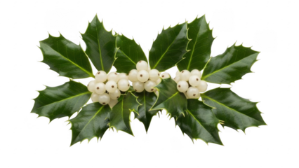 Festive Holly Sprig: A vibrant sprig of holly, adorned with glossy green leaves and delicate white berries, symbolizing the holiday season and the beauty of nature's design.
