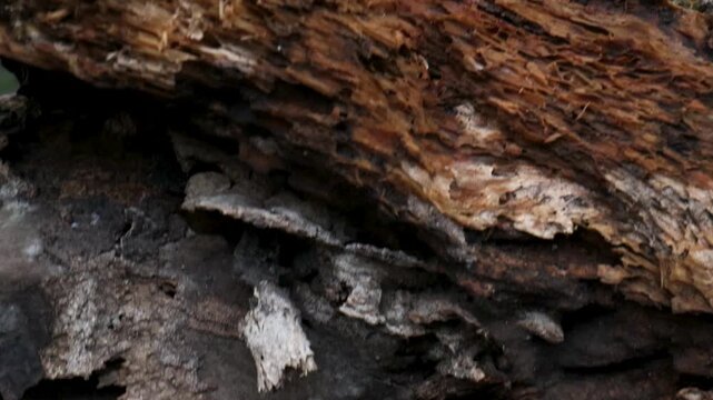 close up of a tree bark