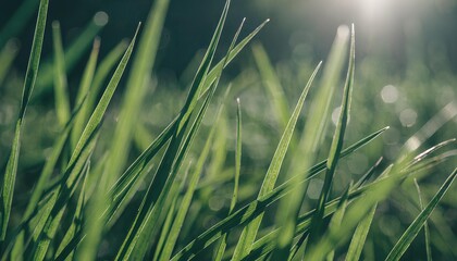 Close-up view of lush green grass blades with soft golden sunlight and bokeh background, natural environment detail
