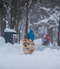 shih tzu dog runs in the snowfall in the park in winter