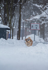 shih tzu dog runs in the snowfall in the park in winter