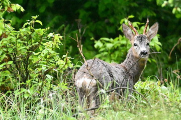 Spotted old roe deer © Maa