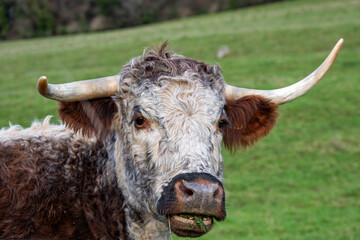 portrait of a highland cow